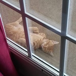 Meet your Posher, Callie